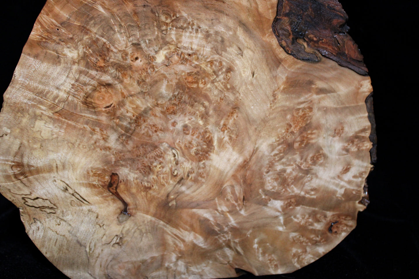 Maple Burl Artwork #11